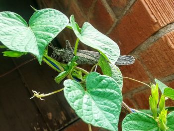 Close-up of grasshopper on plant