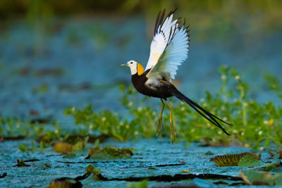 Close-up of bird flying over lake