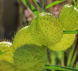 Close-up of cactus on plant