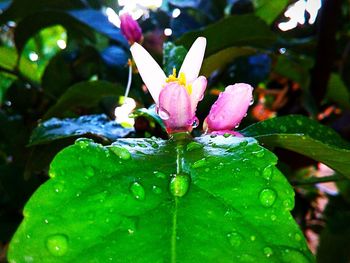 Close-up of water drops on pink rose