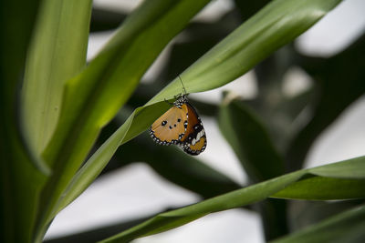 Close-up of butterfly on leaf