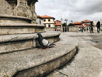 Seagulls perching on a building