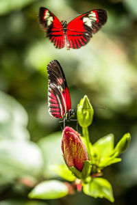 Close-up of butterfly pollinating on red flower