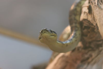 Close-up of snake