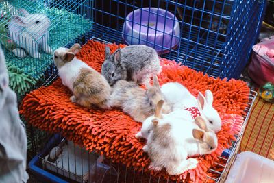 High angle view of sheep in cage