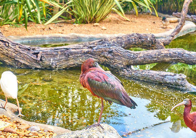 Birds perching on a lake