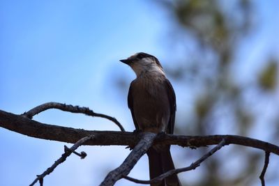 Low angle view of bird perching on branch