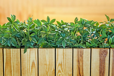 Close-up of leaves against plants