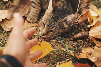 Cropped image of hand reaching towards tabby cat on field