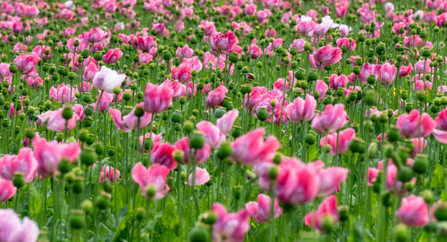 Close-up of pink tulip flowers on field