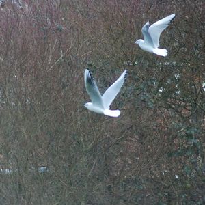 Seagull flying over a field