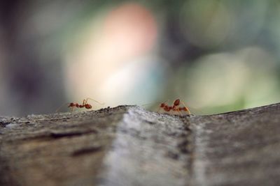 Close-up of ant on tree trunk
