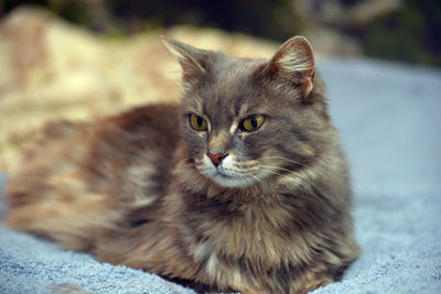 Portrait of cat relaxing outdoors