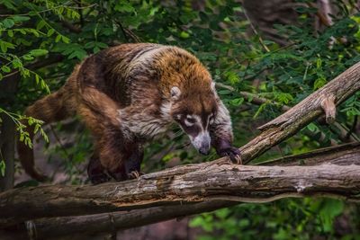 Coati on tree