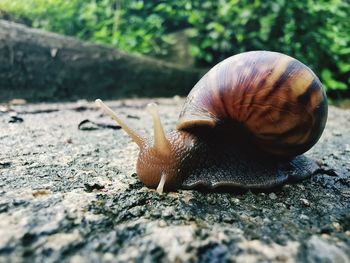 Close-up of snail