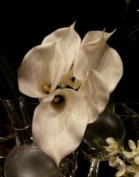 Close-up of white rose in vase