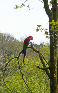 Bird perching on branch against sky
