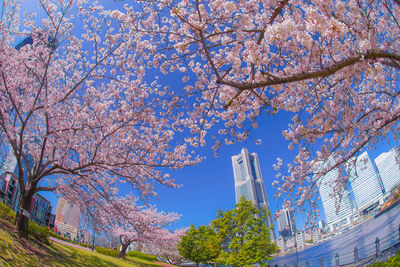 Low angle view of flowering trees against sky