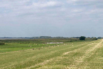 Scenic view of agricultural field against sky