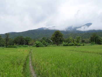 Scenic view of agricultural field against sky