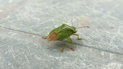 Close-up of grasshopper on leaf