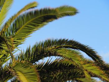 Low angle view of palm tree against sky