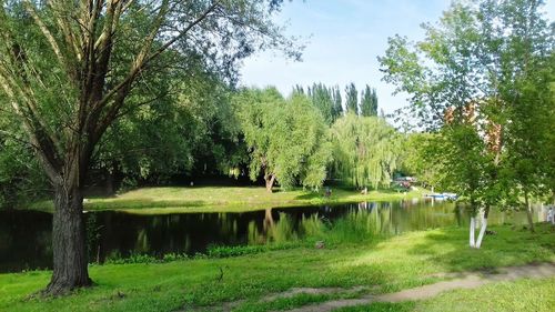 Scenic view of lake against trees in forest