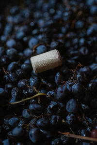 Close-up of roasted coffee beans