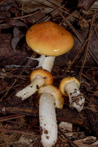fungus