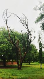 Trees on field against sky