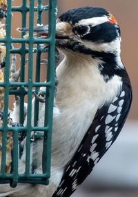 A Woodpecker on