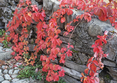 Close-up of red autumn leaves on tree