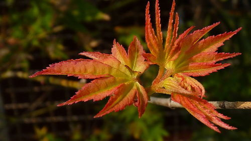 Close-up of red maple leaves on plant