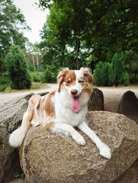 Portrait of dog sitting outdoors