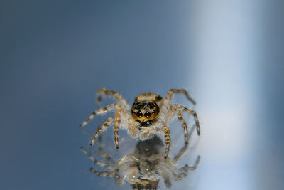 Close-up of spider on glass