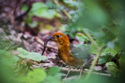 Close-up of a bird perching on plant