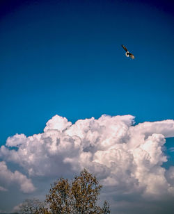 Low angle view of bird flying in sky