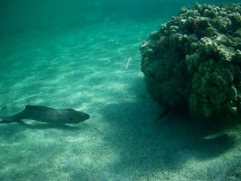 Fish swimming in sea