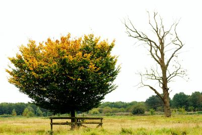 Trees on field against clear sky