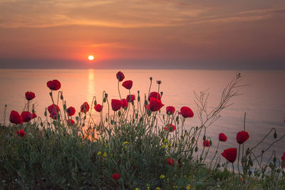 Scenic view of red poppy against sky during sunset
