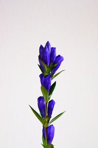 Close-up of purple flowering plant against white background