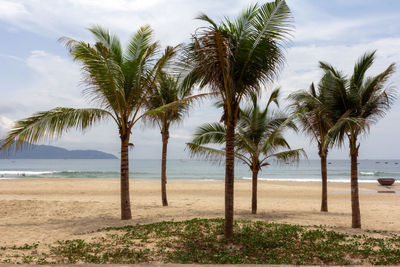 Palm trees on beach against sky