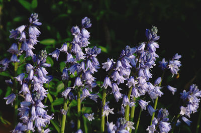 Close-up of purple flowering plants on field