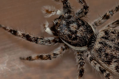 Close-up of spider