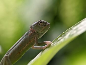 Close-up of lizard