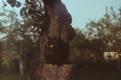 Monkey sitting on tree trunk