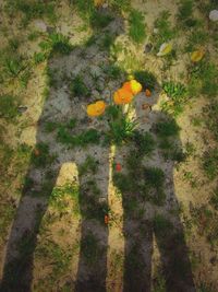 Plants growing on field