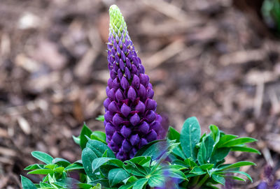 Close-up of purple flowering plant