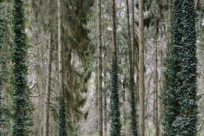 Full frame shot of bamboo trees in forest