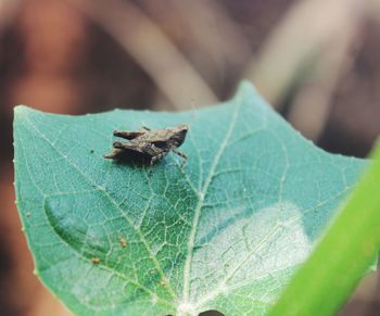 Close-up of insect on leaf